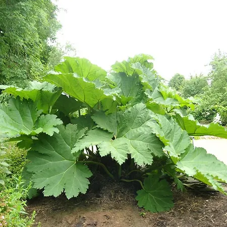 Le Domaine Des Platanes Semesterbostad *